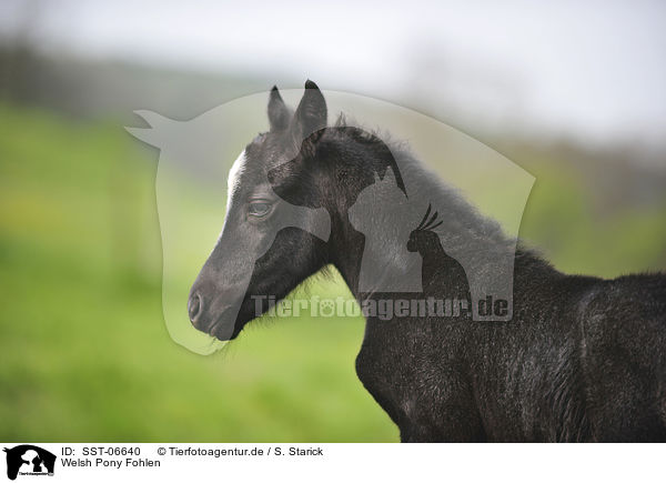 Welsh Pony Fohlen / Welsh Pony foal / SST-06640
