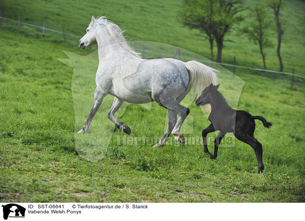 trabende Welsh Ponys / trotting Welsh Ponys / SST-06641