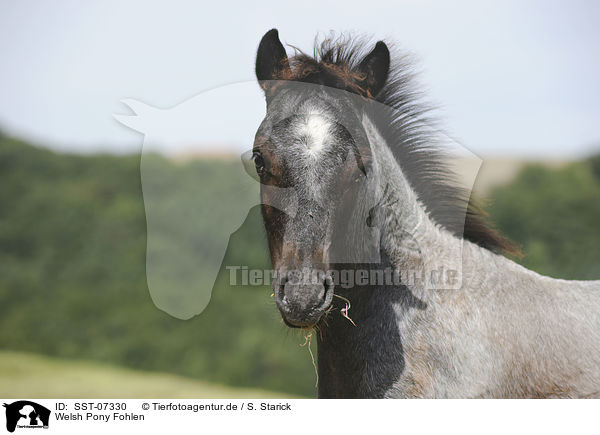 Welsh Pony Fohlen / Welsh Pony foal / SST-07330
