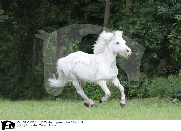 galoppierendes Welsh Pony / AP-08221
