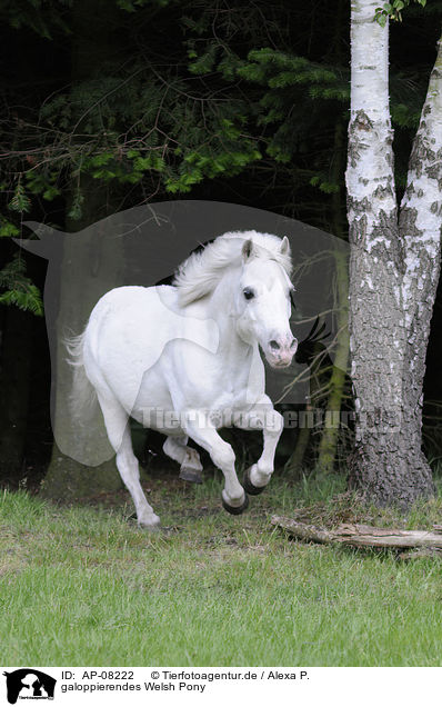 galoppierendes Welsh Pony / galloping Welsh Pony / AP-08222