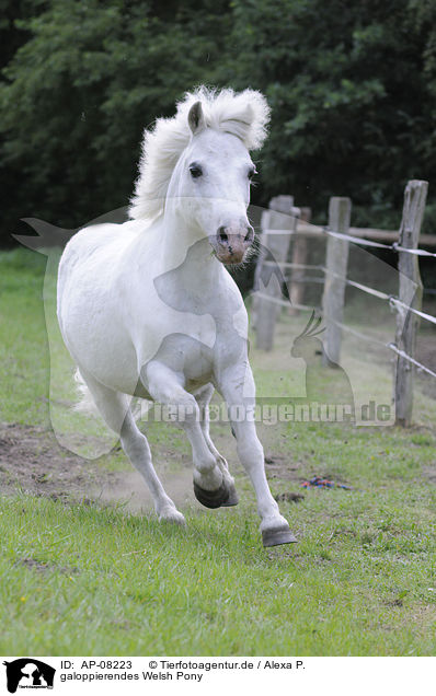 galoppierendes Welsh Pony / AP-08223