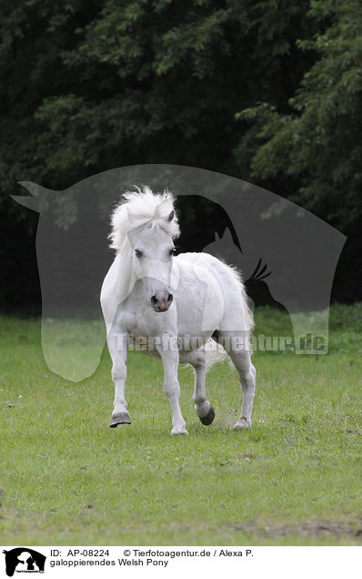 galoppierendes Welsh Pony / AP-08224