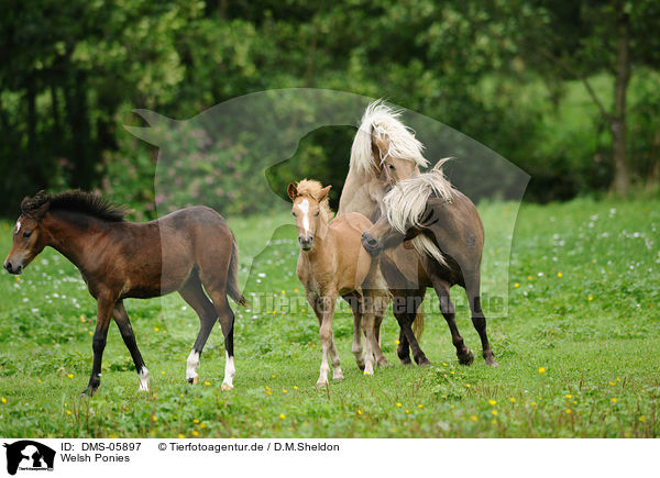 Welsh Ponies / DMS-05897