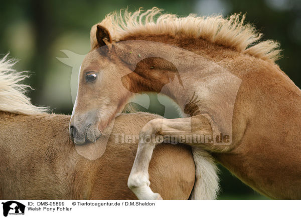 Welsh Pony Fohlen / Welsh Pony foal / DMS-05899