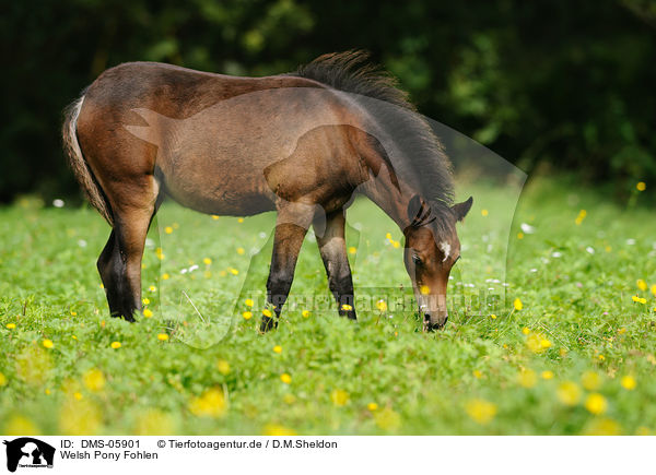 Welsh Pony Fohlen / Welsh Pony foal / DMS-05901