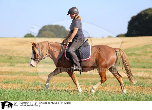 Frau reitet Welsh Pony / PM-06644