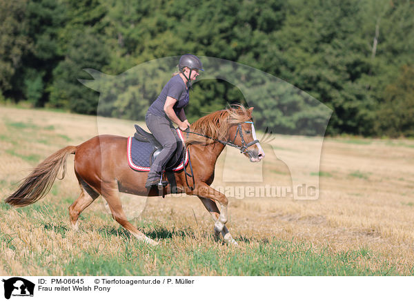 Frau reitet Welsh Pony / PM-06645
