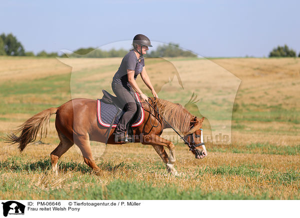 Frau reitet Welsh Pony / woman rides Welsh Pony / PM-06646
