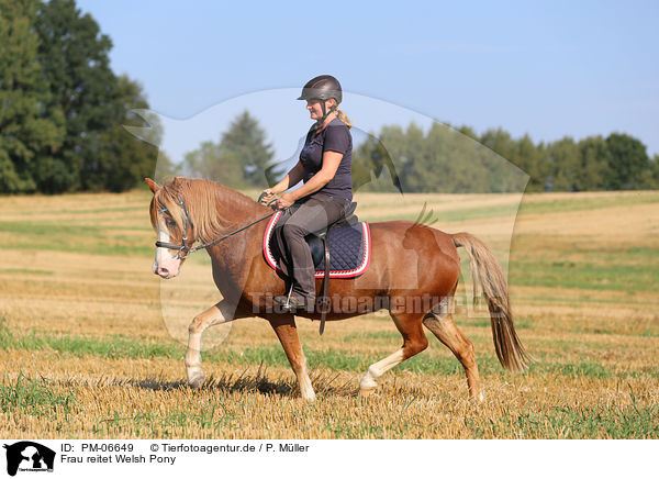 Frau reitet Welsh Pony / PM-06649