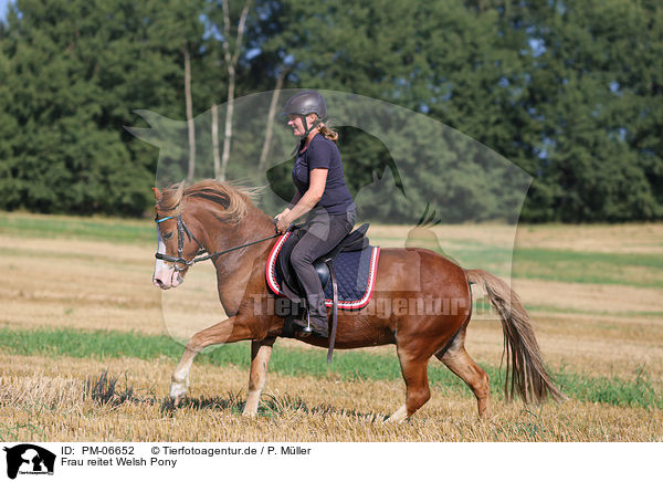 Frau reitet Welsh Pony / woman rides Welsh Pony / PM-06652