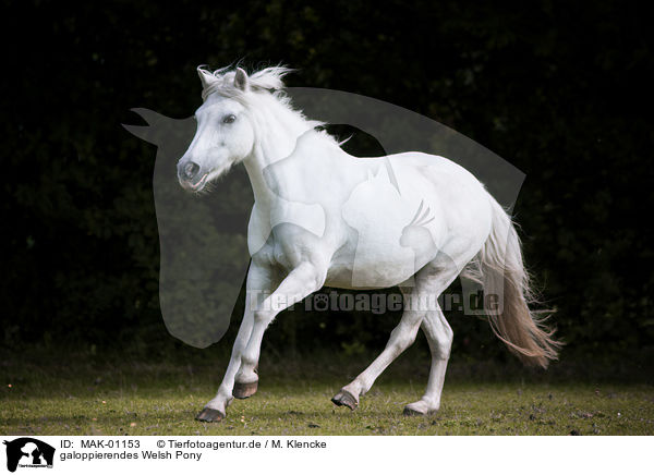 galoppierendes Welsh Pony / galloping Welsh Pony / MAK-01153