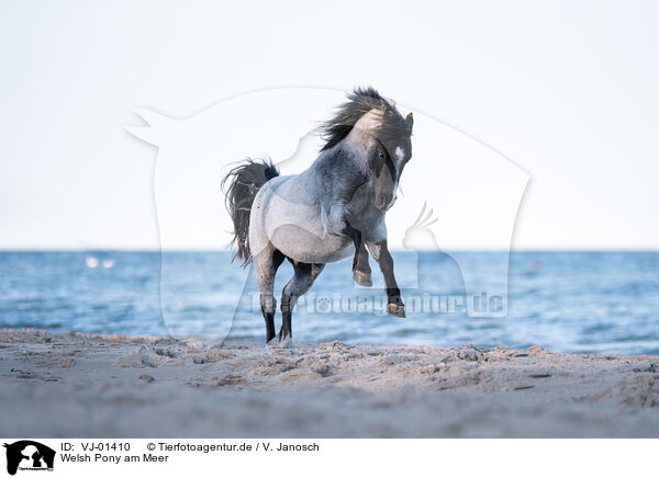 Welsh Pony am Meer / VJ-01410