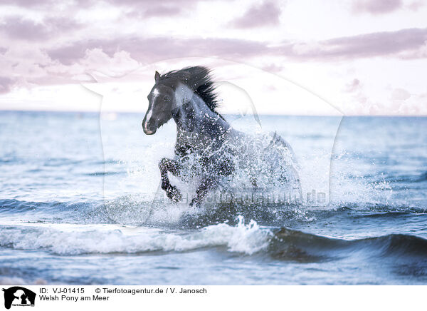 Welsh Pony am Meer / VJ-01415