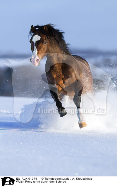 Welsh Pony rennt durch den Schnee / ALK-01074