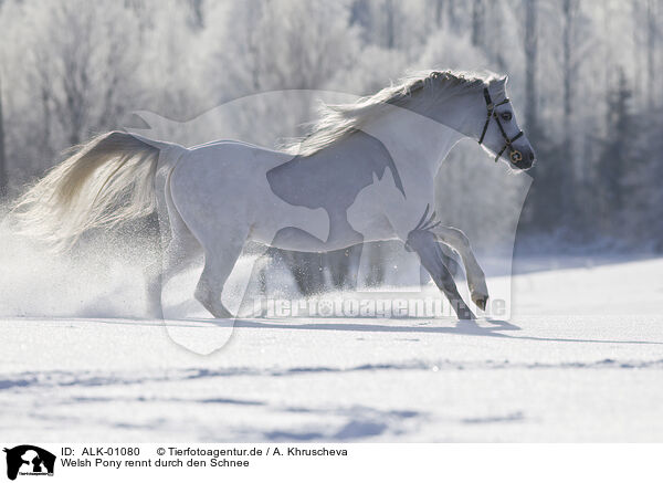 Welsh Pony rennt durch den Schnee / ALK-01080