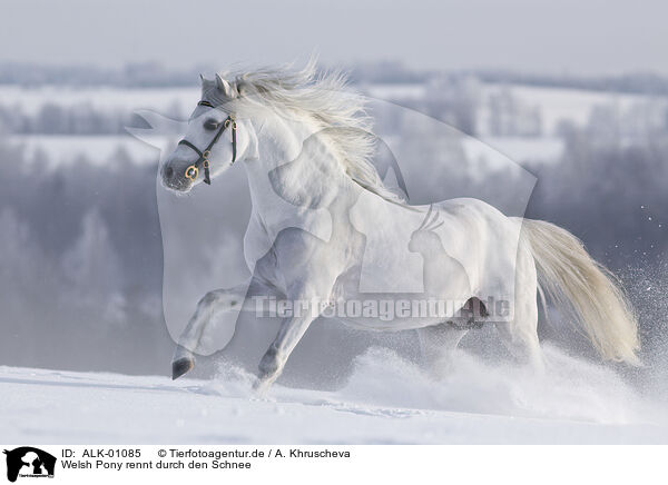 Welsh Pony rennt durch den Schnee / ALK-01085