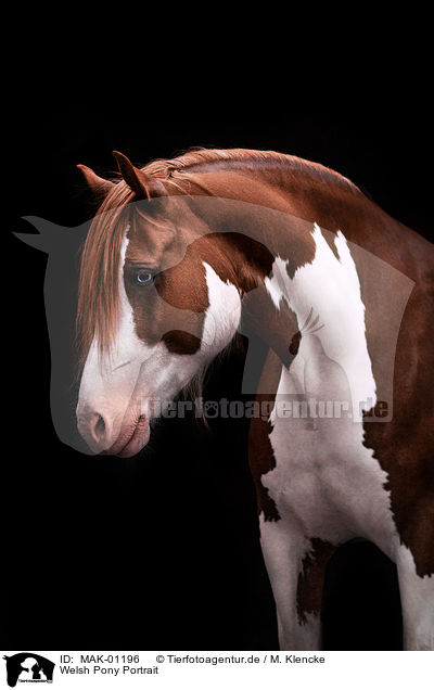 Welsh Pony Portrait / Welsh Pony Portrait / MAK-01196