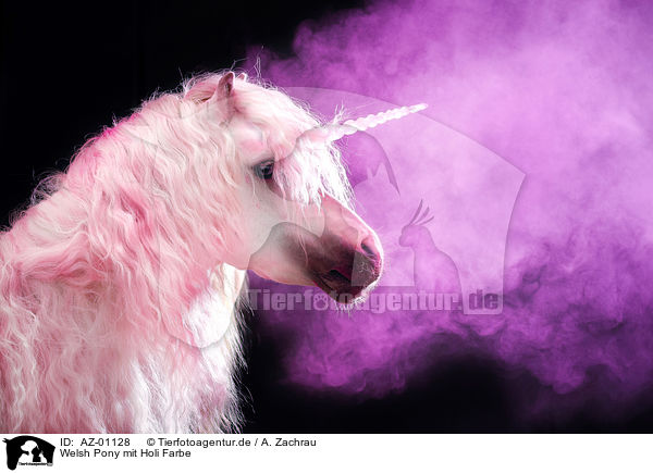 Welsh Pony mit Holi Farbe / AZ-01128