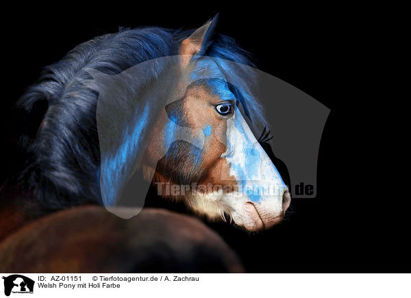 Welsh Pony mit Holi Farbe / AZ-01151