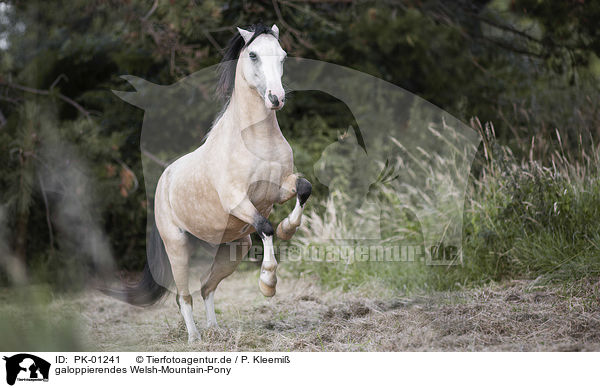 galoppierendes Welsh-Mountain-Pony / galloping Welsh-Mountain-Pony / PK-01241