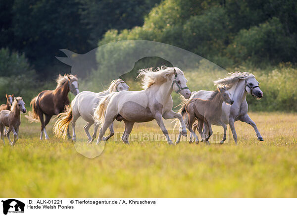 Herde Welsh Ponies / ALK-01221