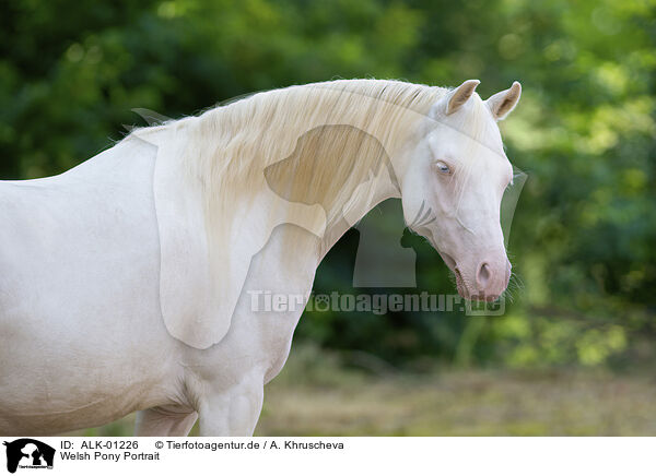 Welsh Pony Portrait / ALK-01226