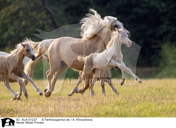 Herde Welsh Ponies / ALK-01227