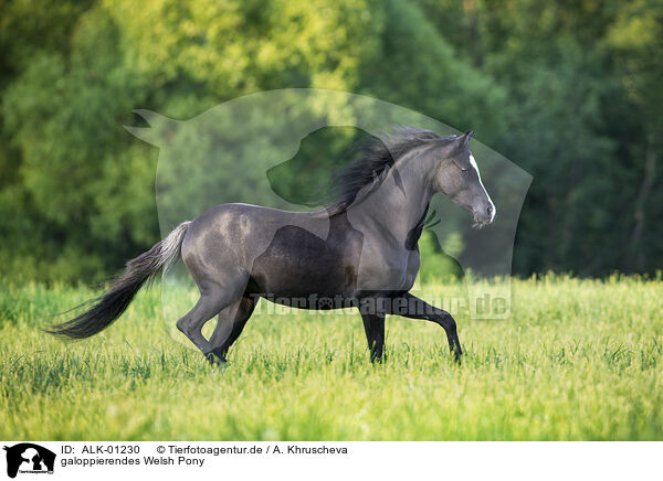 galoppierendes Welsh Pony / ALK-01230