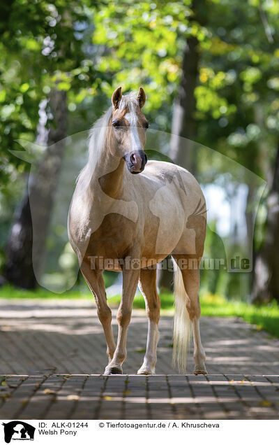 Welsh Pony / Welsh Pony / ALK-01244