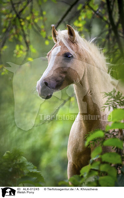 Welsh Pony / ALK-01245