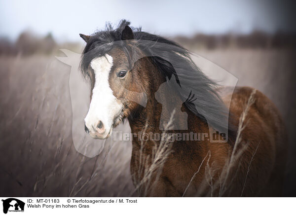 Welsh Pony im hohen Gras / MT-01183