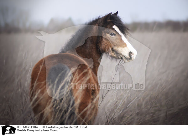 Welsh Pony im hohen Gras / MT-01184