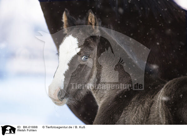 Welsh Fohlen / Welsh foal / BK-01888