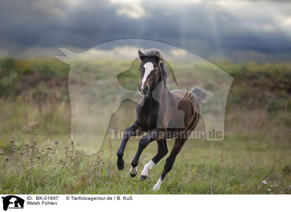 Welsh Fohlen / Welsh foal / BK-01897