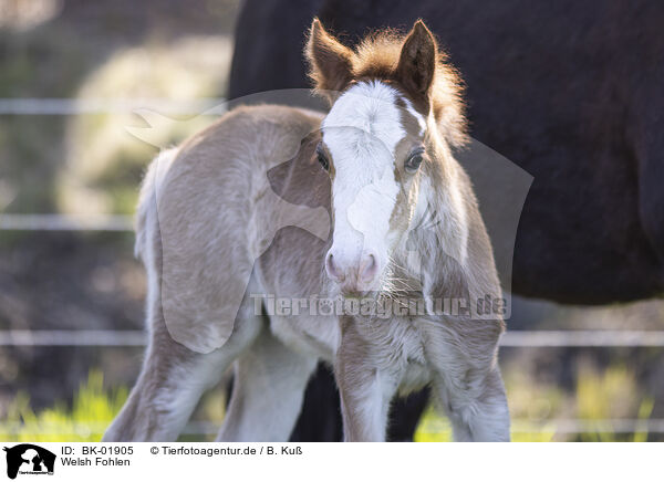 Welsh Fohlen / Welsh foal / BK-01905