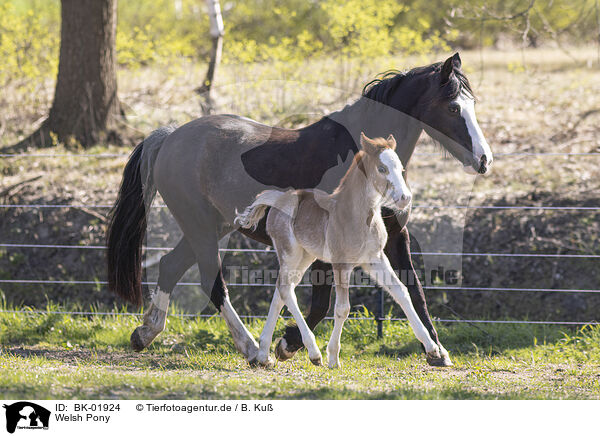 Welsh Pony / Welsh Pony / BK-01924