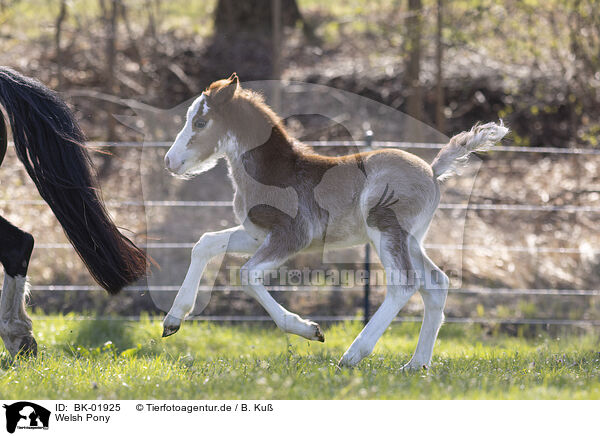 Welsh Pony / Welsh Pony / BK-01925