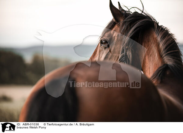 braunes Welsh Pony / ABR-01036