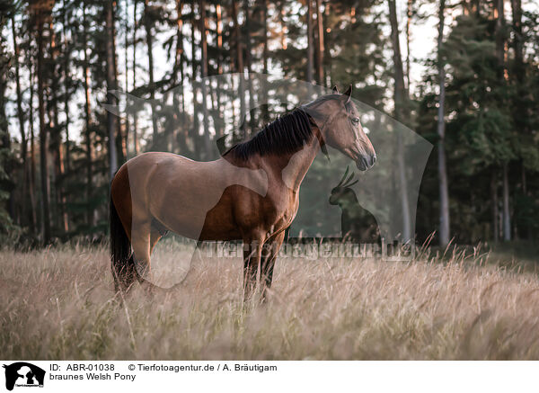 braunes Welsh Pony / ABR-01038