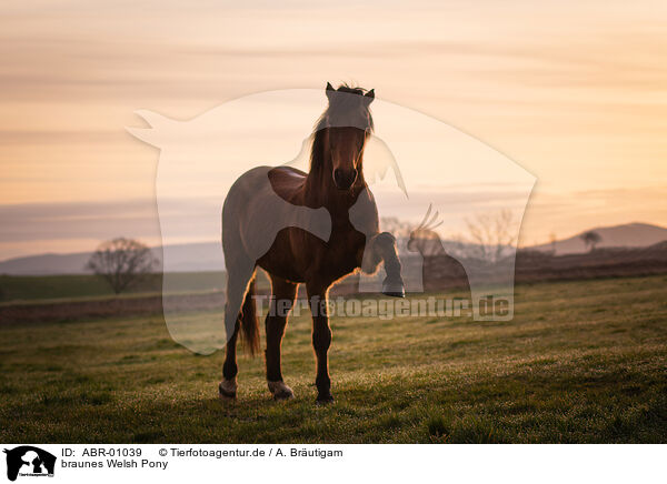 braunes Welsh Pony / ABR-01039