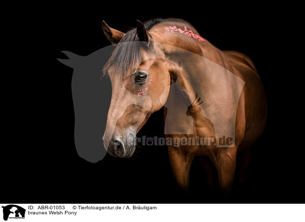 braunes Welsh Pony / ABR-01053