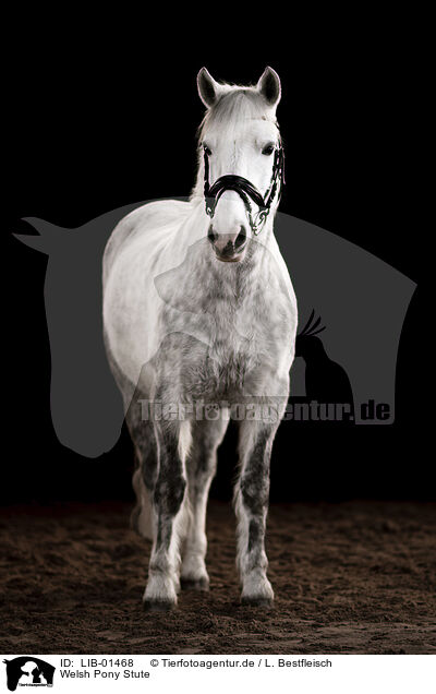 Welsh Pony Stute / LIB-01468