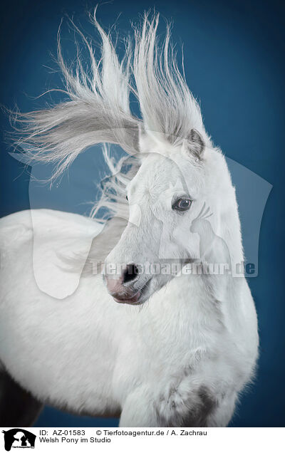 Welsh Pony im Studio / AZ-01583