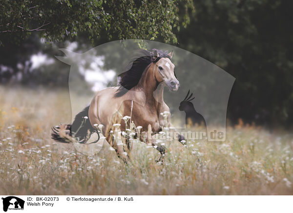 Welsh Pony / BK-02073