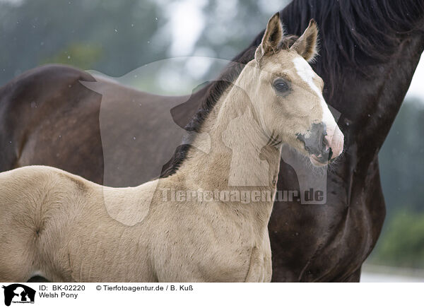 Welsh Pony / Welsh Pony / BK-02220