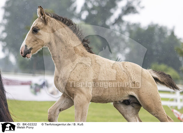 Welsh Pony / BK-02222