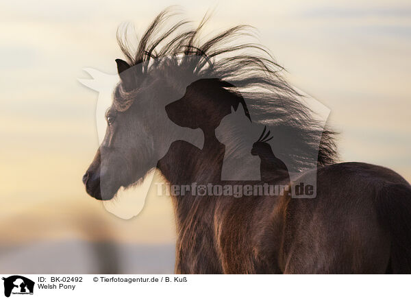 Welsh Pony / Welsh Pony / BK-02492