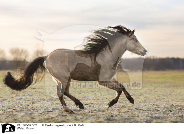 Welsh Pony / Welsh Pony / BK-02502