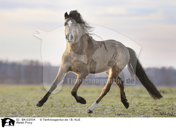 Welsh Pony / BK-02504